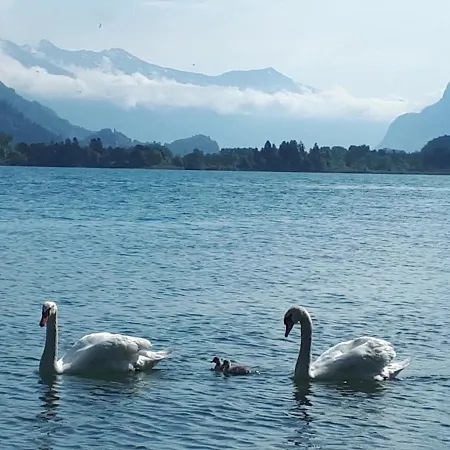 Berner Oberland Am Thunersee *