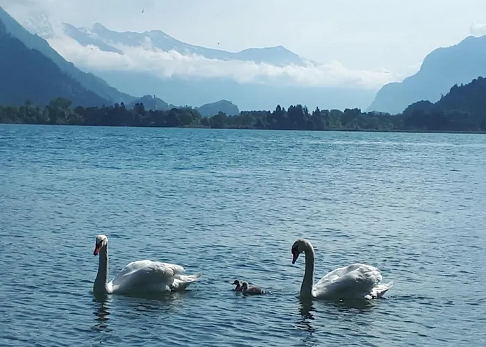 Berner Oberland Am Thunersee *